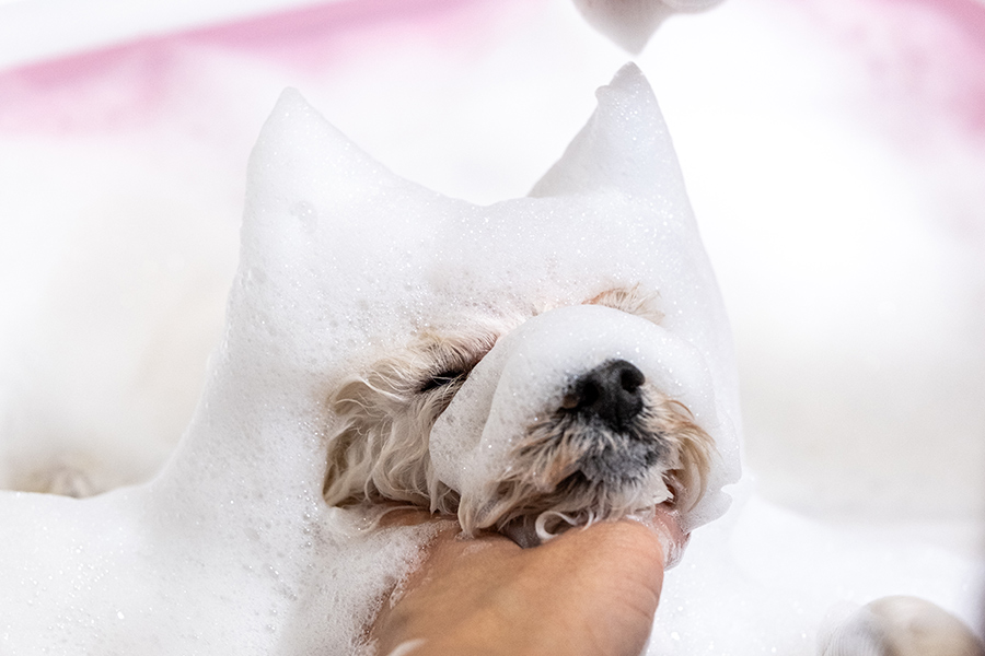 わんちゃん、猫ちゃんの喜びと健康のために。